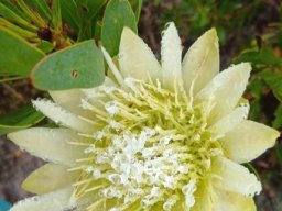 Protea repens delivering water and nectar
